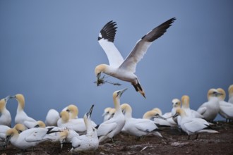 Northern gannet (Morus bassanus) lands in the colony with nesting material in its beak, wildlife,