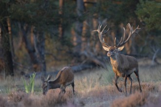 Red deer in rut, Hooge Veluve, Holland
