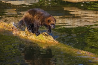 One wolverine (Gulo gulo) runs along a log lying in the water