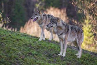 Two adult male eurasian gray wolves (Canis lupus lupus) stand on a green meadow on hilly terrain