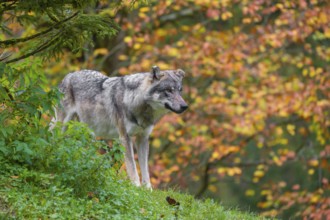 An adult male eurasian gray wolf (Canis lupus lupus) stands on a green meadow on hilly terrain.