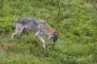 One adult eurasian gray wolf (Canis lupus lupus) eating a goat on a feeding place