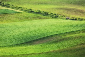 Rolling landscape of green fields in South Moravia, Czech Republic, Europe