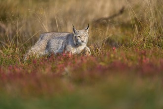 Eurasian lynx (Lynx lynx), running in autumn