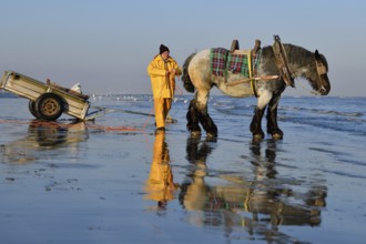 Horse fishermen at work, catching Brown shrimp (Crangon crangon), Koksijde, North Sea coast,