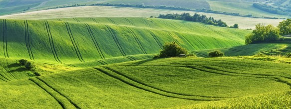 European rural wallpaper, panorama of Moravian rolling fields landscape, Moravia, Czech Republic,