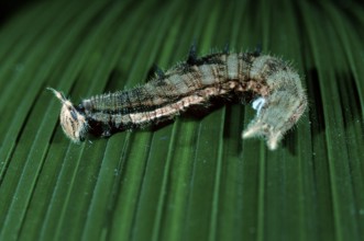 Morpho Butterfly caterpillar, Costa Rica (Morpho peleides), freistellbar
