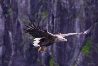 White-tailed eagle (Halliaeetus albicilla) in front of snow-covered mountains and forest, Norway,