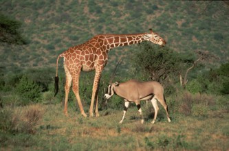 Gemsbok (Oryx gazella) and reticulated giraffe (Giraffa camelopardalis reticulata), Samburu Game