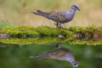 Turtle dove (Streptopelia turtur) comes to drink, Hungary, Europe