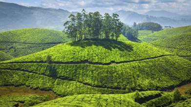 Green tea plantations in Munnar, Kerala, India, Asia