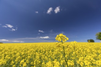 Flowering field of Rapeseed (Brassica napus) on a sunny day with blue sky, green trees and some