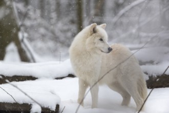 Melville Island wolf (Arctic wolf) standing in snow covered forest, snow falling