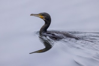 A cormorant swims calmly through the water, its reflection can be seen below, Cormorant,