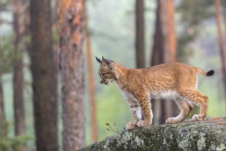 One young Eurasian lynx, (Lynx lynx), walking over a rock in a forest. Early morning light at