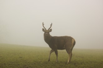 A Sambar stag (Rusa unicolor), stands on a meadow in dense fog
