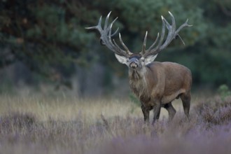 Red deer in rut, Hooge Veluve, Holland