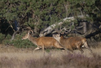 Red deer in rut, Hooge Veluve, Holland