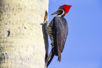 Lineated woodpecker (Dryocopus lineatus) Pantanal Brazil