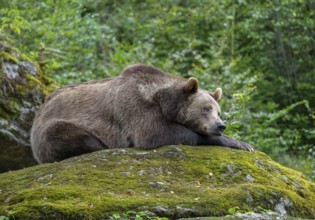 Brown bear (Ursus arctos) lying on a rock covered with moss, captive, Bavarian Forest National