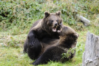 Two brown bears in a dynamic fight in a meadow, Eurasian brown bear (Ursus arctos arctos), Bavarian