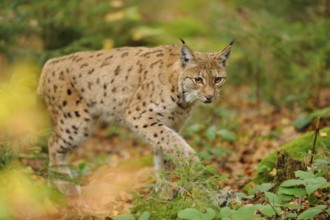 A lynx sneaks through the forest, its eyes full of curiosity in the quiet forest environment,