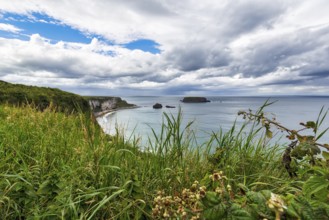 Coastline between Ballycastle and Ballintoy with sea view, grasses, Causeway Coastal Route, Antrim,