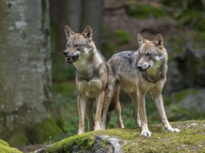 Wolves (Canis lupus) stand on a moss-covered, a wolf bares its teeth, captive, Bavarian Forest
