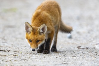Fox (Vulpes vulpes) puppy Germany