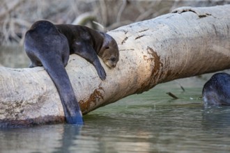 Giant otter (Pteronura brasiliensis) Pantanal Brazil