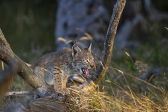 One young (10 weeks old) male Eurasian lynx, (Lynx lynx), resting on a rotten tree