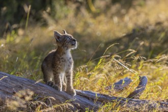 One young (10 weeks old) male Eurasian lynx, (Lynx lynx), walking over a rotten tree. Backlit