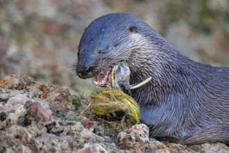 Southern river otter (Lontra longicaudis) Pantanal Brazil