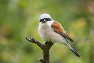 Red-backed shrike (Lanius collurio) ml Germany