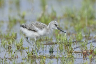 Avocet (Recurvirostra avosetta) Young bird foraging in the shore zone at the lake, Wildlife, Wading
