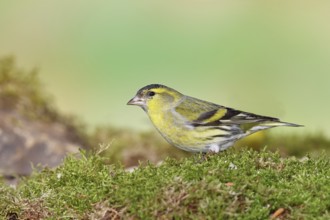 Siskin (Carduelis spinus), male sitting on moss, mossy ground, Wilnsdorf, North Rhine-Westphalia,
