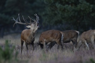 Red deer in rut, Hooge Veluve, Holland