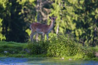 One female fallow deer (Dama dama) stands between a small pond and a forest in the background
