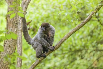 A common woolly monkey, brown woolly monkey, or Humboldt's woolly monkey (Lagothrix lagothricha)