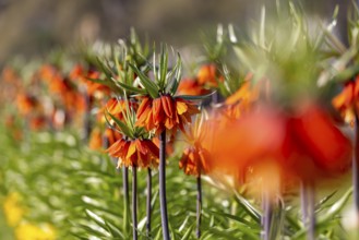 A blaze of colour in spring. Flowering imperial crown (Fritillaria imperialis) . Stuttgart,