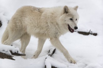 Melville Island wolf (Arctic wolf) running thru snow covered forest, snow falling