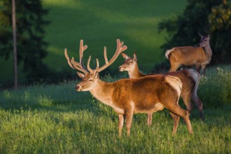 An Altai maral stag and two hind Altai wapiti or Altai elk (Cervus canadensis sibiricus) stand in a