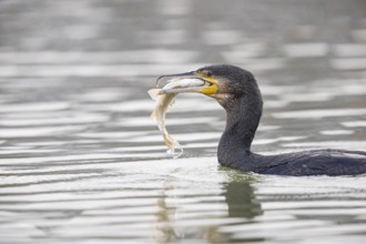 Cormorant (Phalacrocorax carbo) catching fish Germany