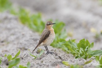 Wheatear (Oenanthe Oenanthe), female, standing in crop of young plants, in late winter, on