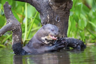 Giant otter (Pteronura brasiliensis) Pantanal Brazil