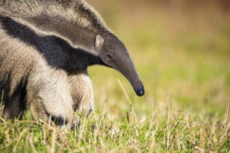 Giant anteater (Myrmecophaga tridactyla) Pantanal Brazil