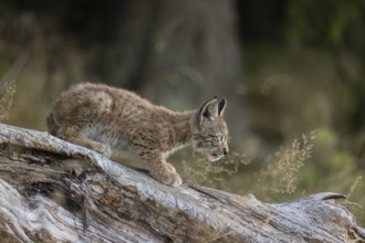 One young (10 weeks old) male Eurasian lynx, (Lynx lynx), walking over a rotten tree