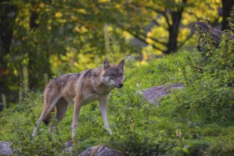 A Eurasian gray wolf (Canis lupus lupus) stands on a rock in hilly terrain in green vegetation