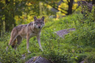 A Eurasian gray wolf (Canis lupus lupus) stands on a rock in hilly terrain in green vegetation