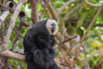 Portrait of a male white-faced saki (Pithecia pithecia) sitting in a tree